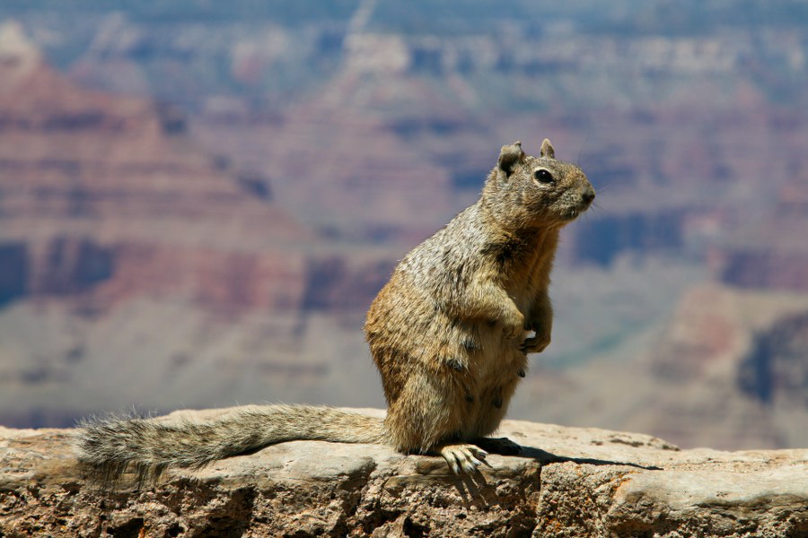 Squirrel am Grand Canyon