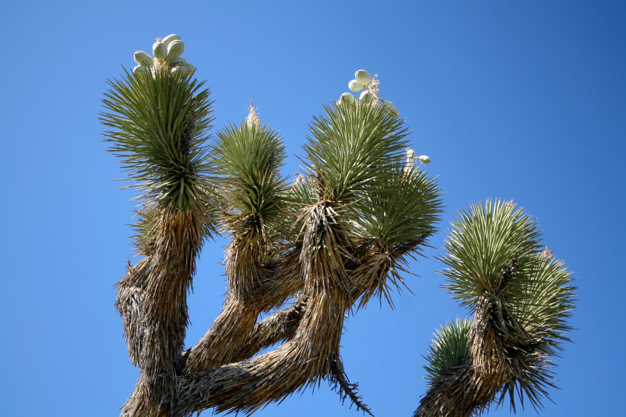 Joshua Trees