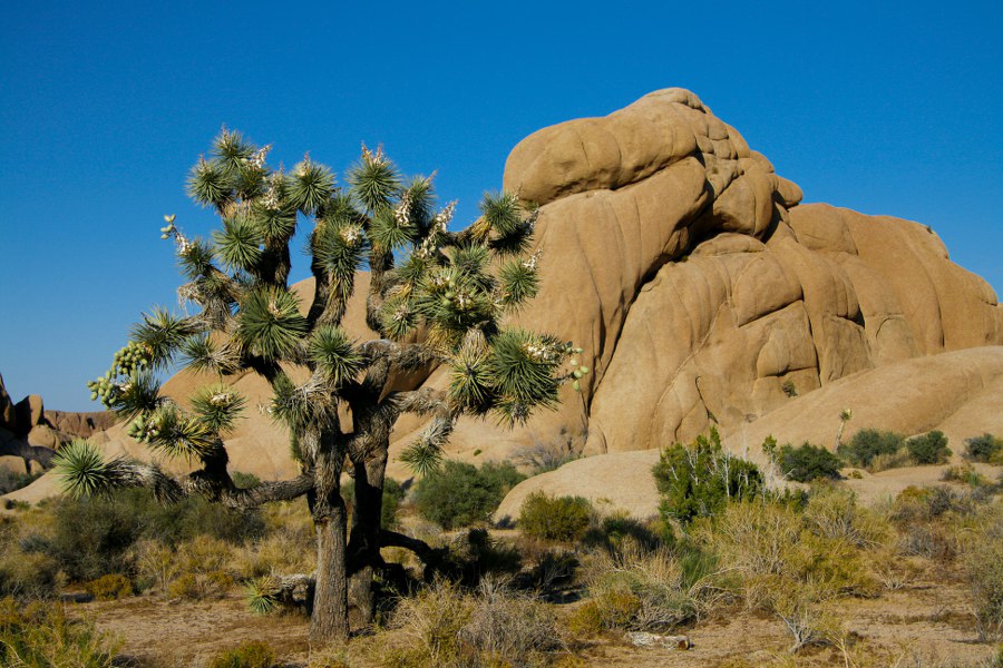 Im Joshua Tree NP