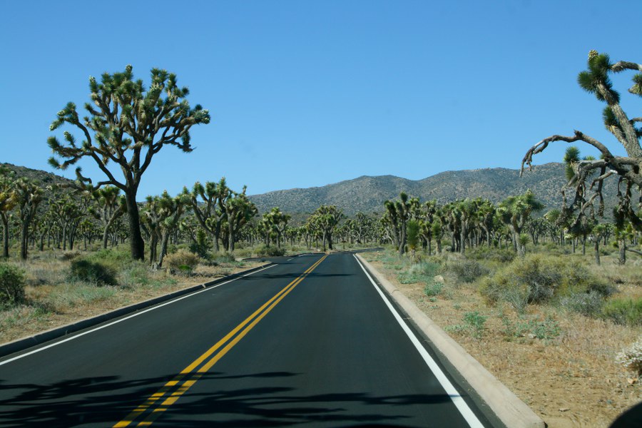 Im Joshua Tree NP