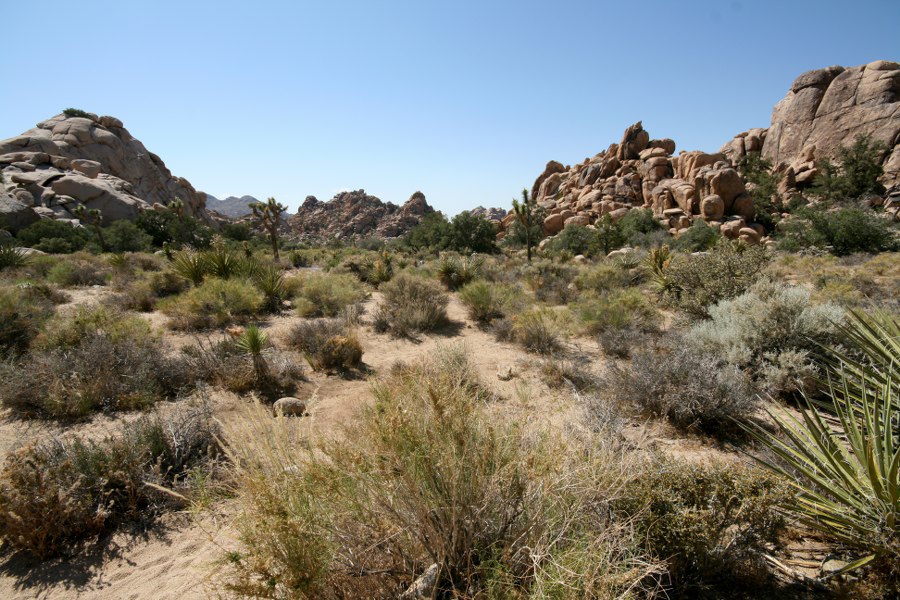Joshua Tree NP: Im Hidden Valley