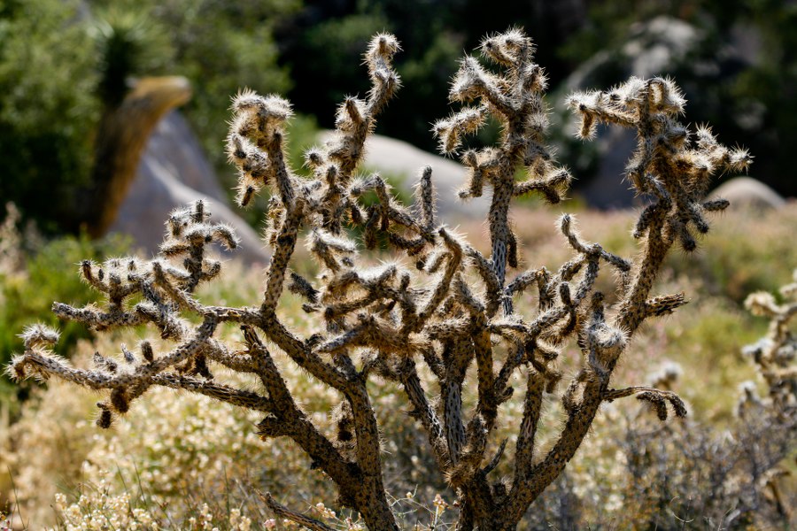 Joshua Tree NP: Im Hidden Valley