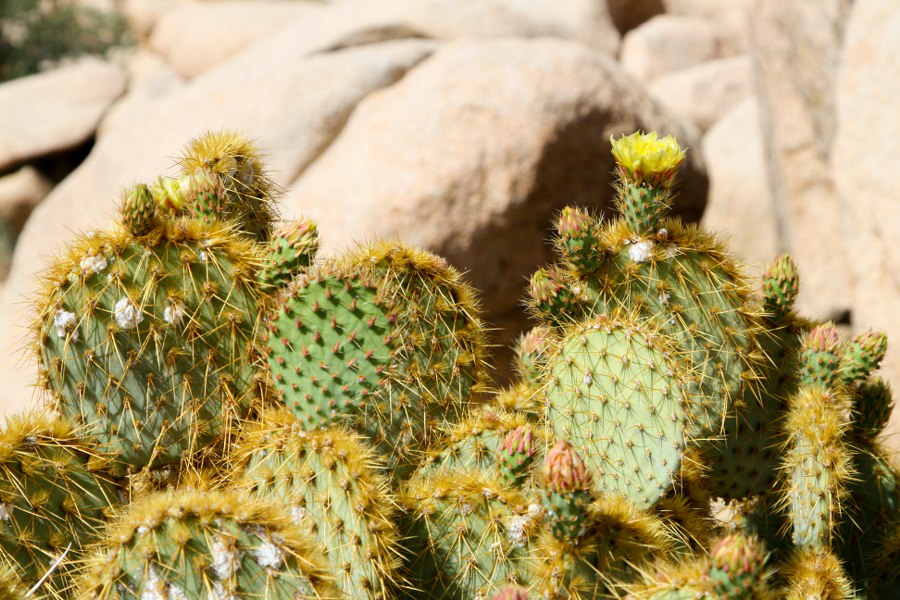 Joshua Tree NP: Im Hidden Valley