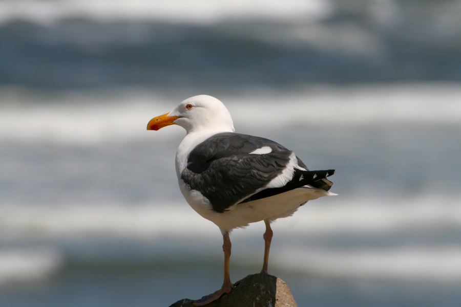 Möwe am Pazifik