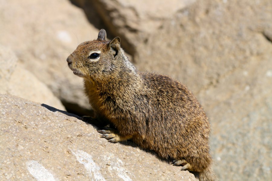 Squirrel am Pazifik