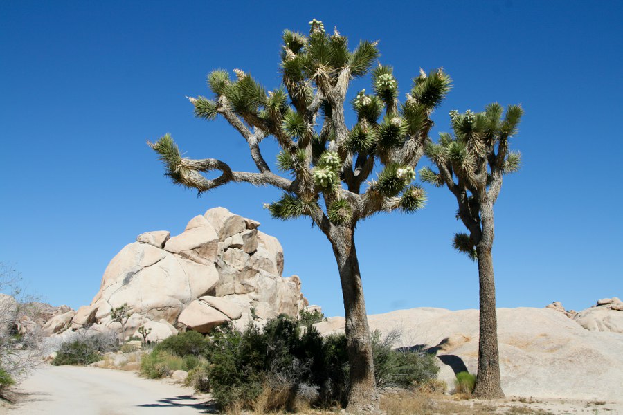 Joshua Tree NP am Morgen