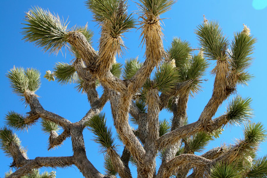 Joshua Tree NP am Morgen