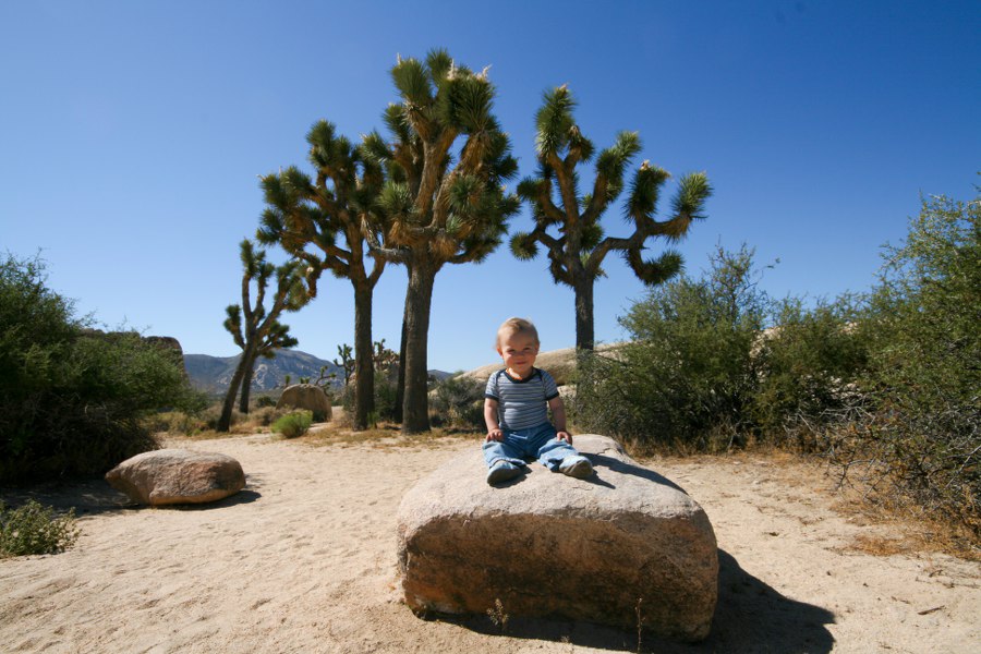 Joshua Tree NP am Morgen