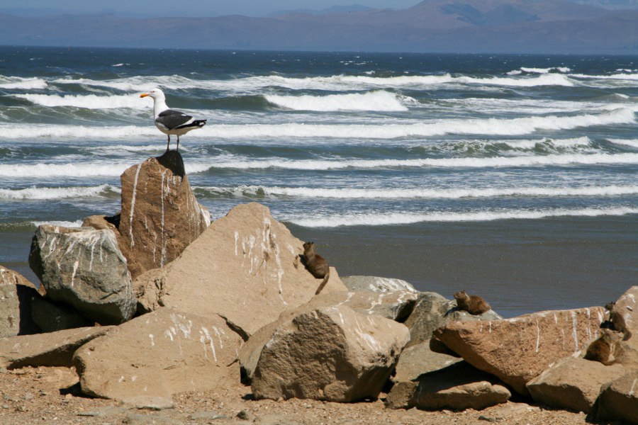 Möwe und Squirrels am Pazifik