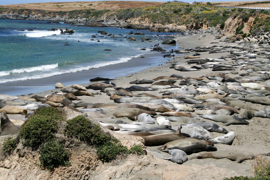 See-Elefanten soweit das Auge reicht, rechts oben ist der Highway 1 zu sehen