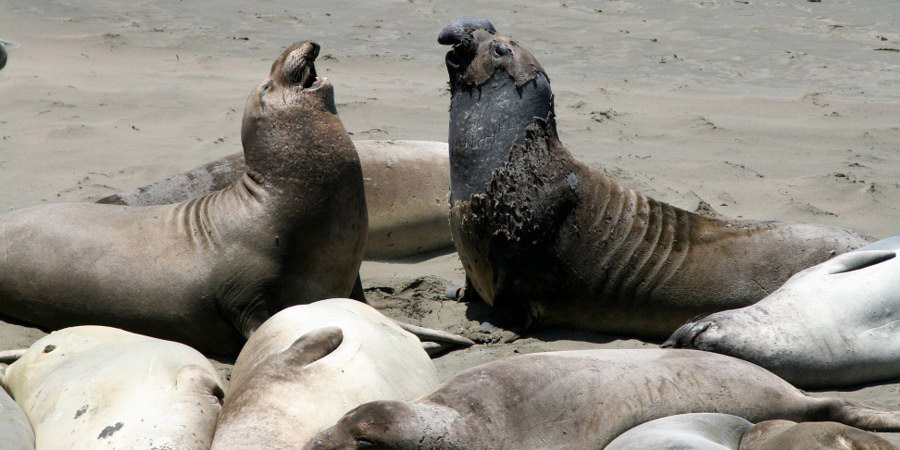 See-Elefanten am Highway 1