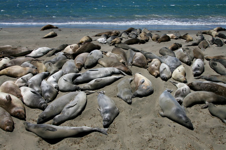 See-Elefanten am Highway 1