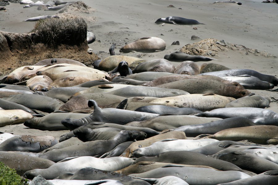 See-Elefanten am Highway 1