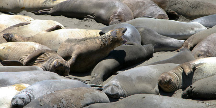 See-Elefanten am Highway 1