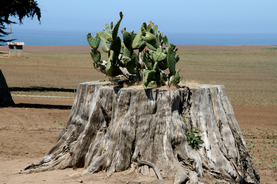 Eigenwilliges Gewächs