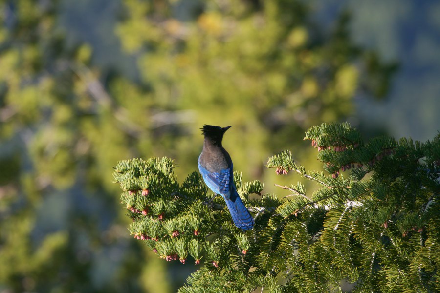 Bluejack