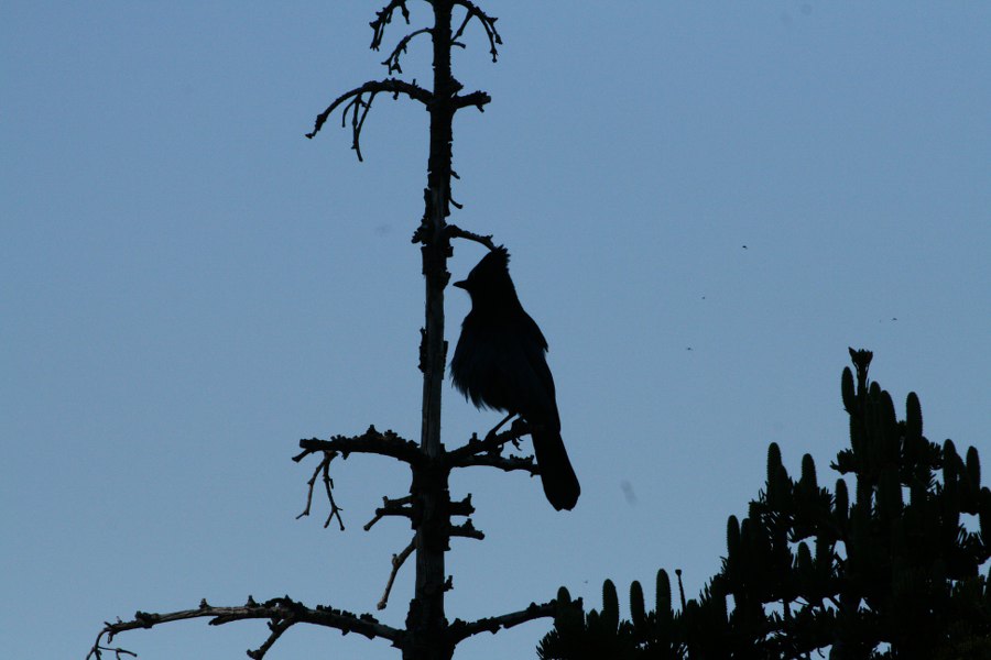 Bluejack