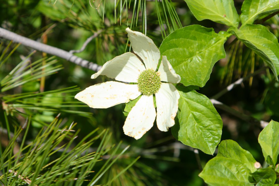 Yosemite Blumen
