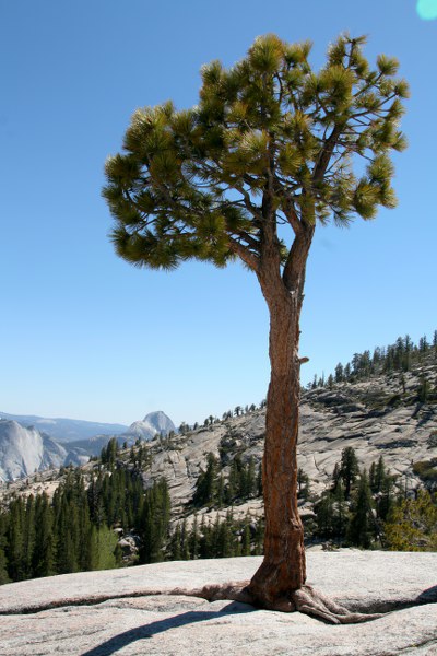 Der Olstead Point