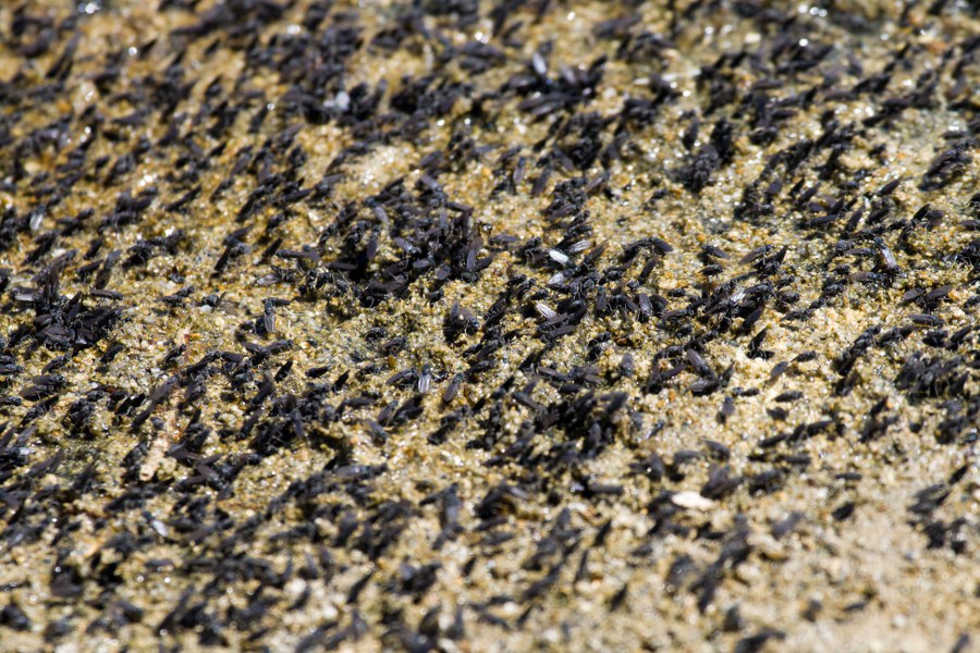 Millionen von Fliegen am Mono Lake