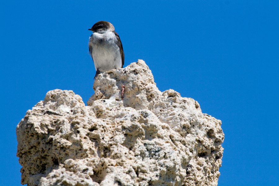Am Mono Lake