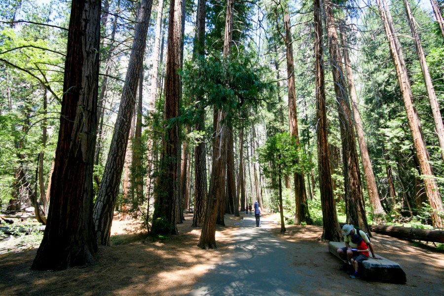 Wanderweg zu den Lower Yosemite Falls
