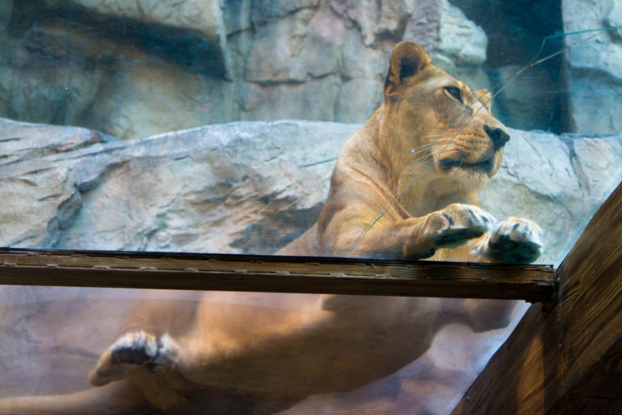 Im MGM beim Löwenkäfig