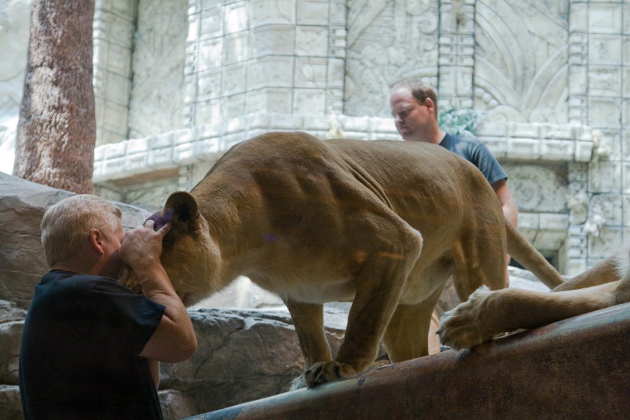 Im MGM beim Löwenkäfig