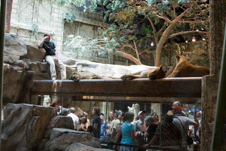 Im MGM beim Löwenkäfig