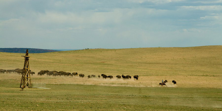 Viele Buffalos