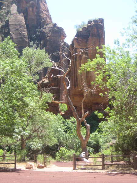 Im Zion NP