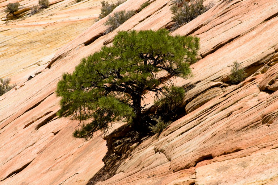 Im Zion NP