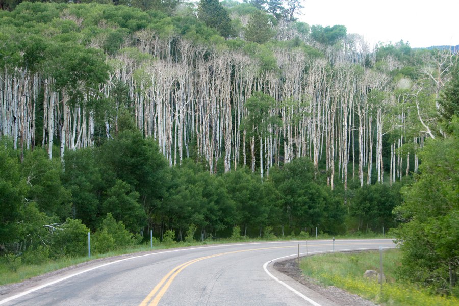 Bizarre Wälder