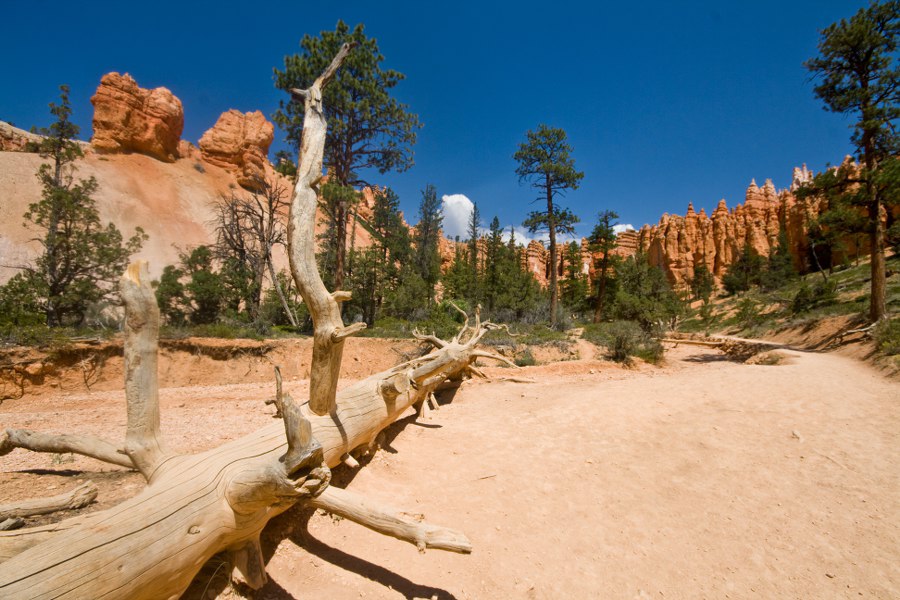 Der Navajo Loop im Bryce Canyon NP