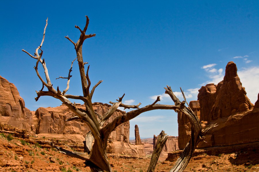 In der Park Avenue des Arches N.P. (unseres Erachtens das schönste Bild aus 8.000 Bildern unserer Reise)