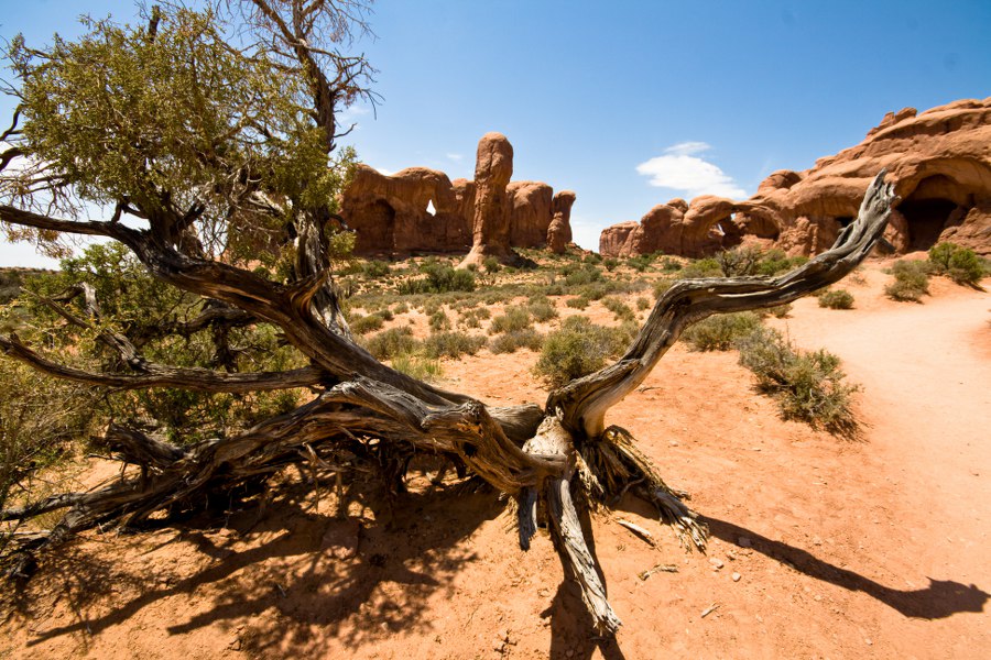 Im Hintergrund die Elefanten-Parade und der Double Arch