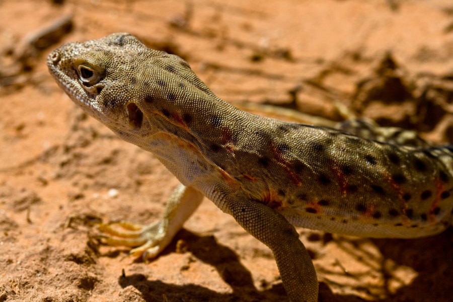 Echse beim Landscape Arch