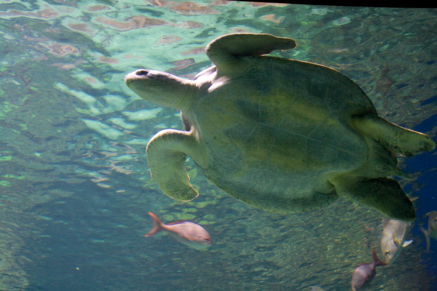 Im Denver Aquarium