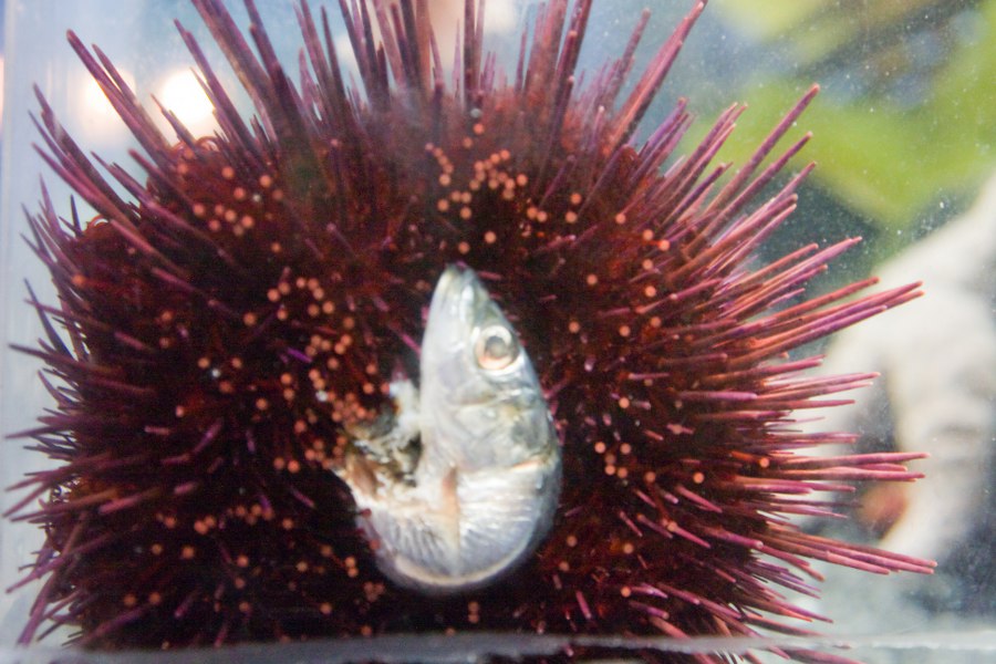 Im Denver Aquarium
