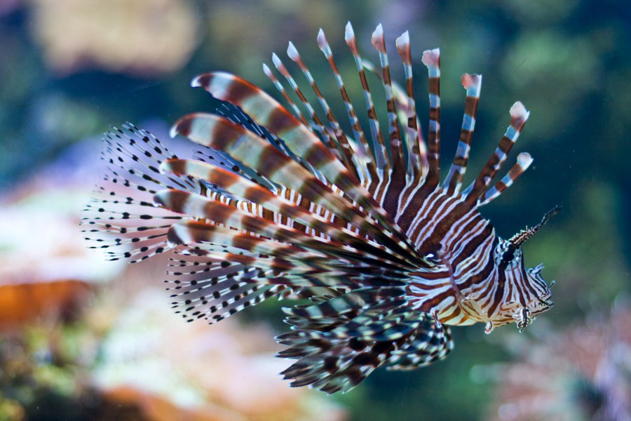 Im Denver Aquarium