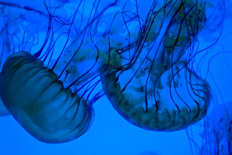 Im Denver Aquarium