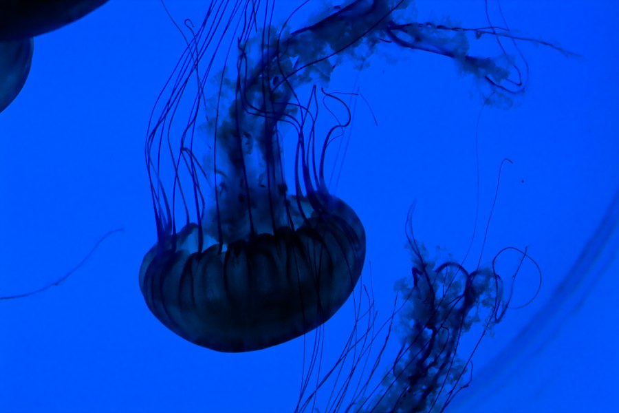 Im Denver Aquarium