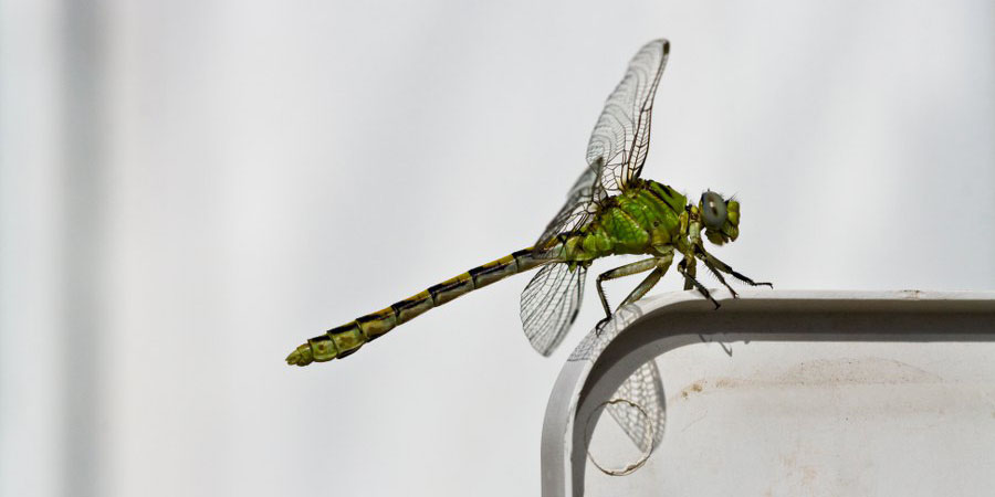 Libelle auf der Klappe