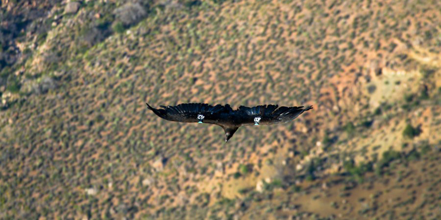 Einer der ausgesetzten Condore