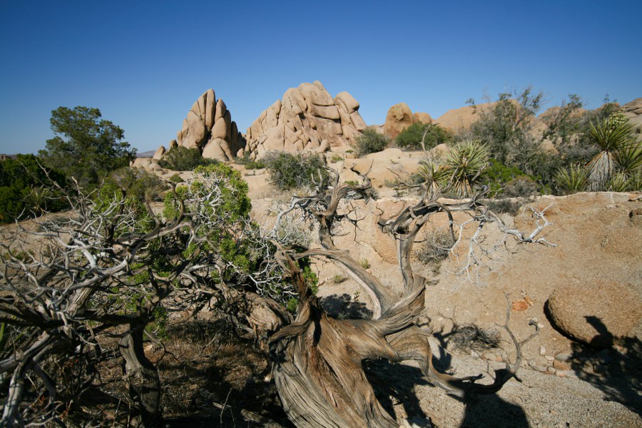 Auf der Wanderung vom Jumbo Rock CG zum Skull Rock