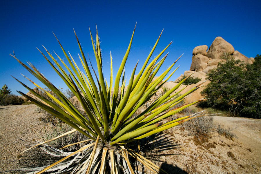 Impressionen im Joshua Tree NP