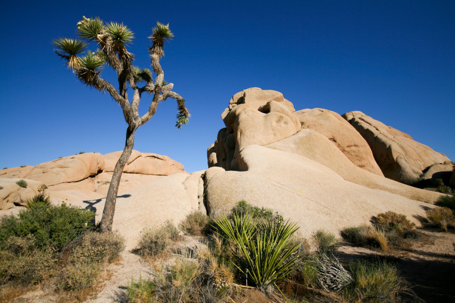 Im Joshua Tree NP