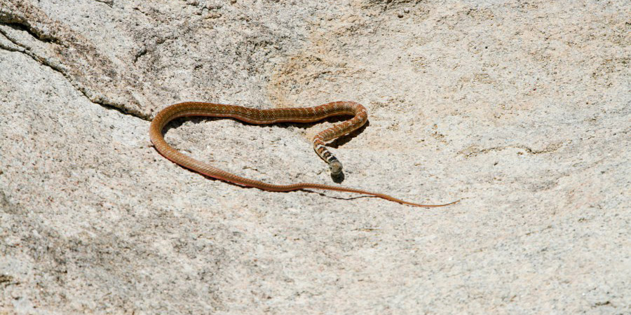 Wanderung von Petra und Svenja zum Barkers Dam: Eine Schlange