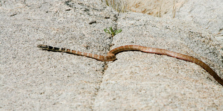 Wanderung von Petra und Svenja zum Barkers Dam: Eine Schlange