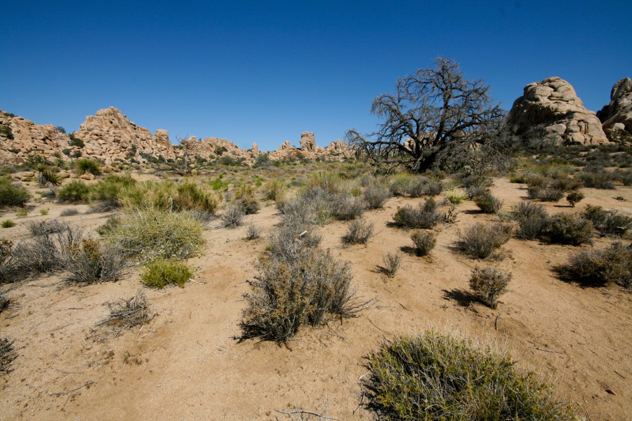 Joshua Tree NP: Im Hidden Valley